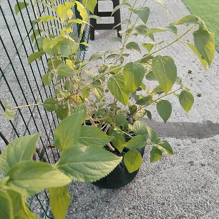 Kerum Rooftop With Intex Pure Daire Stobreč